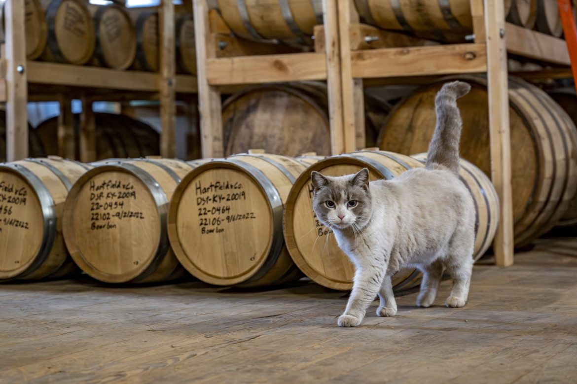 cat walking past barrels in warehouse