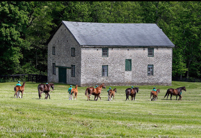 large barn and horses at Runnymede Farm